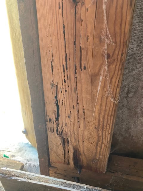 Michael's Termite & Pest Control work photo &mdash; The Villages & Ocala, Florida